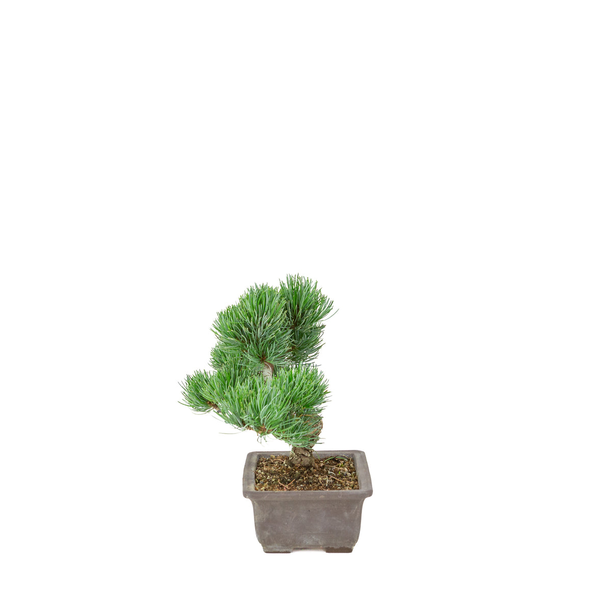 Pinus parviflora (pino bianco) vaso rettangolare non smaltato, altezza ~26 cm