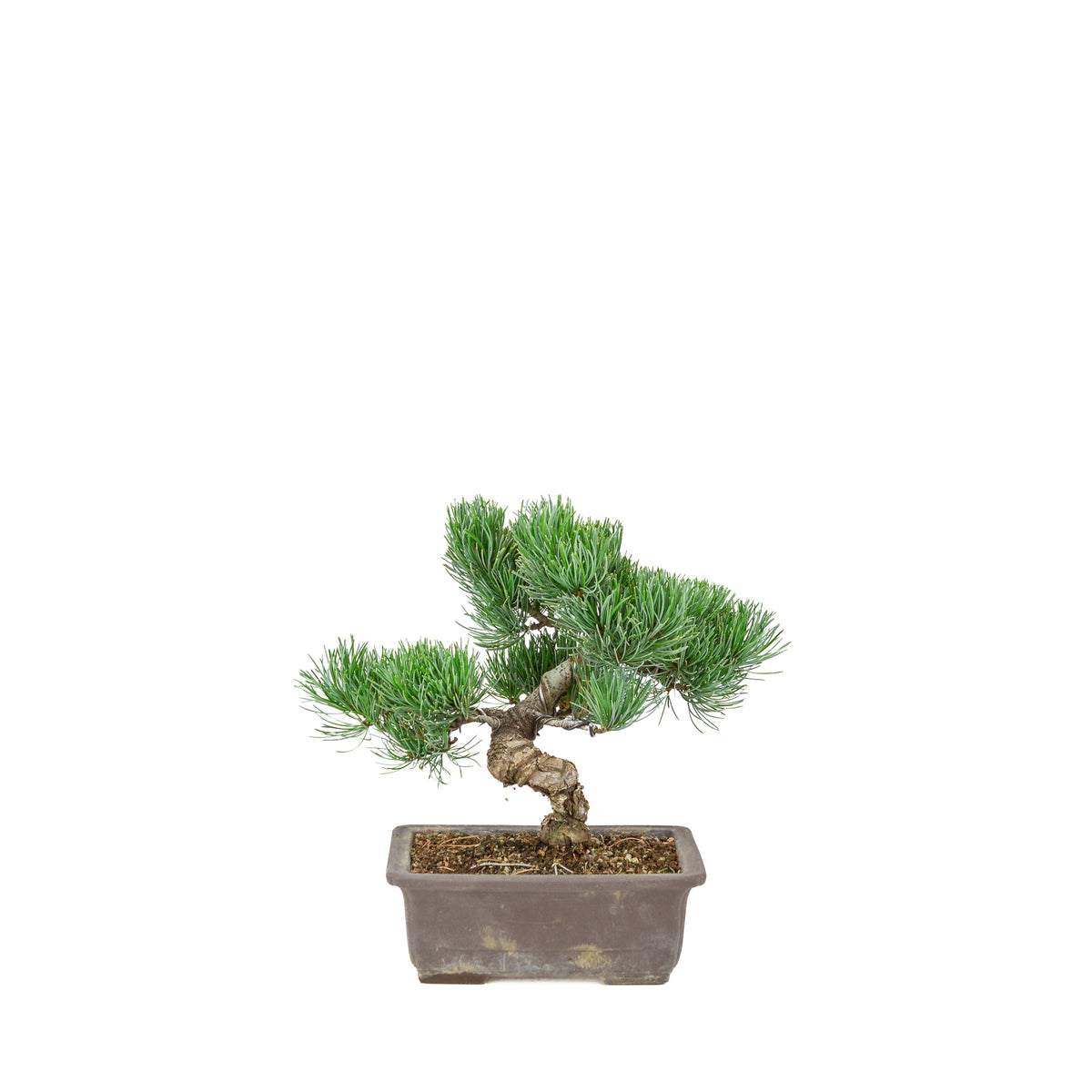 Pinus parviflora (pino bianco) vaso rettangolare non smaltato, altezza ~26 cm