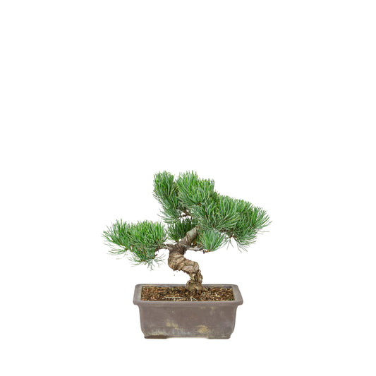 Pinus parviflora (pino bianco) vaso rettangolare non smaltato, altezza ~26 cm