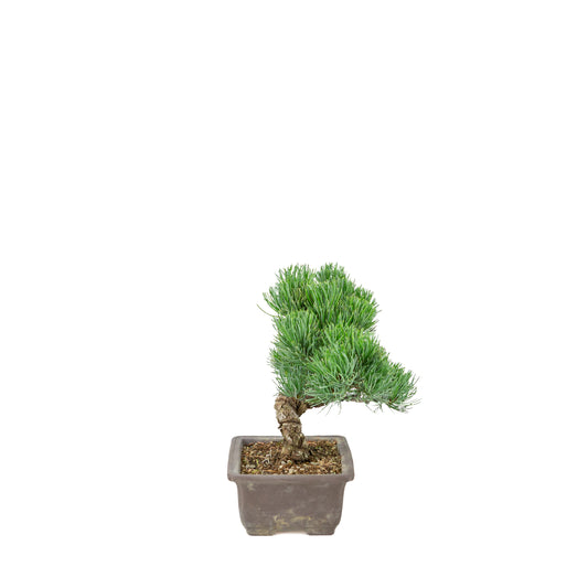 Pinus parviflora (pino bianco) vaso rettangolare non smaltato, altezza ~26 cm