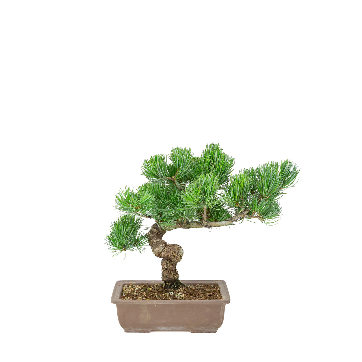 Pinus parviflora (pino bianco giapponese) vaso rettangolare non smaltato, altezza ~29 cm