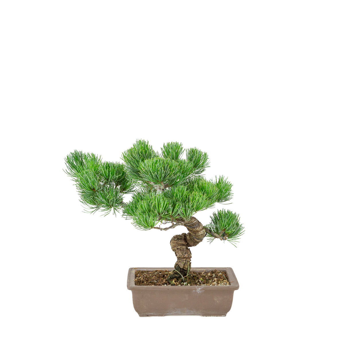 Pinus parviflora (pino bianco giapponese) vaso rettangolare non smaltato, altezza ~29 cm