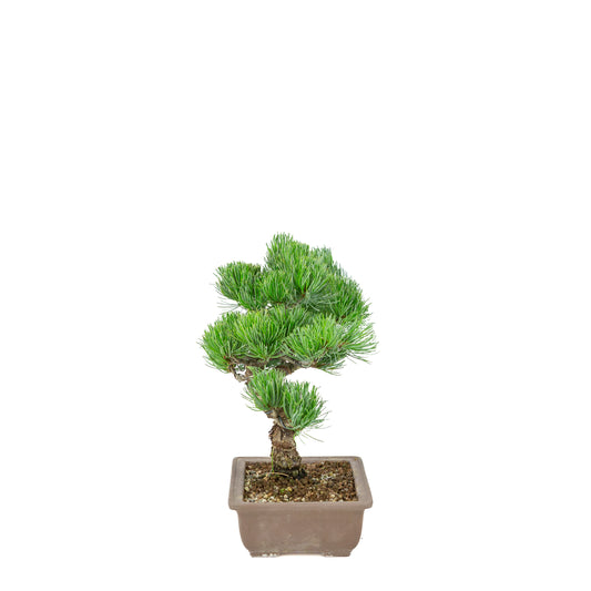 Pinus parviflora (pino bianco giapponese) vaso rettangolare non smaltato, altezza ~29 cm