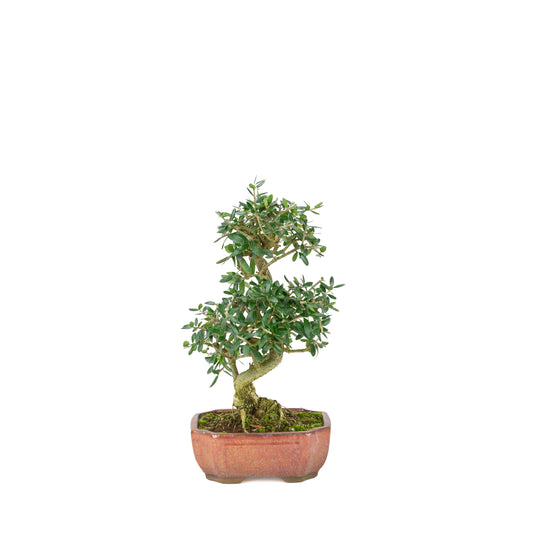 Olea sylvestris (olivo) in vaso ovale bronzo, altezza ~32cm