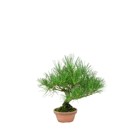 Pinus Thunbergii (pino nero giapponese) vaso in terracotta, altezza ~30cm