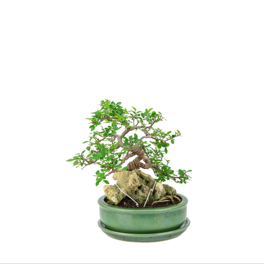 Bonsai Zelkova serrata con pietra in vaso rotondo verde, altezza ~28cm