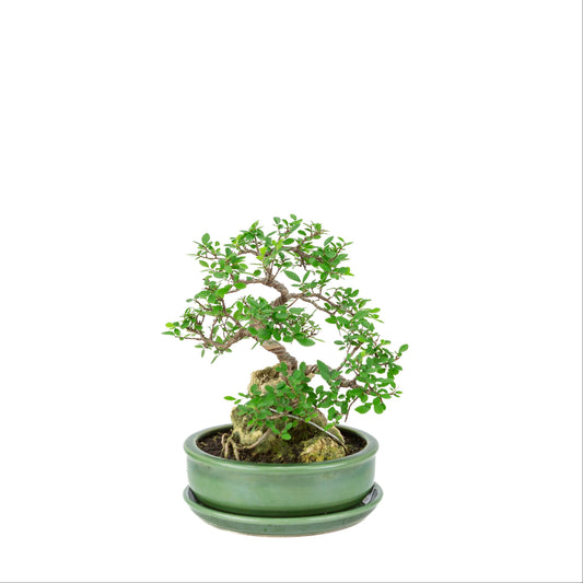 Bonsai Zelkova serrata con pietra in vaso rotondo verde, altezza ~28cm