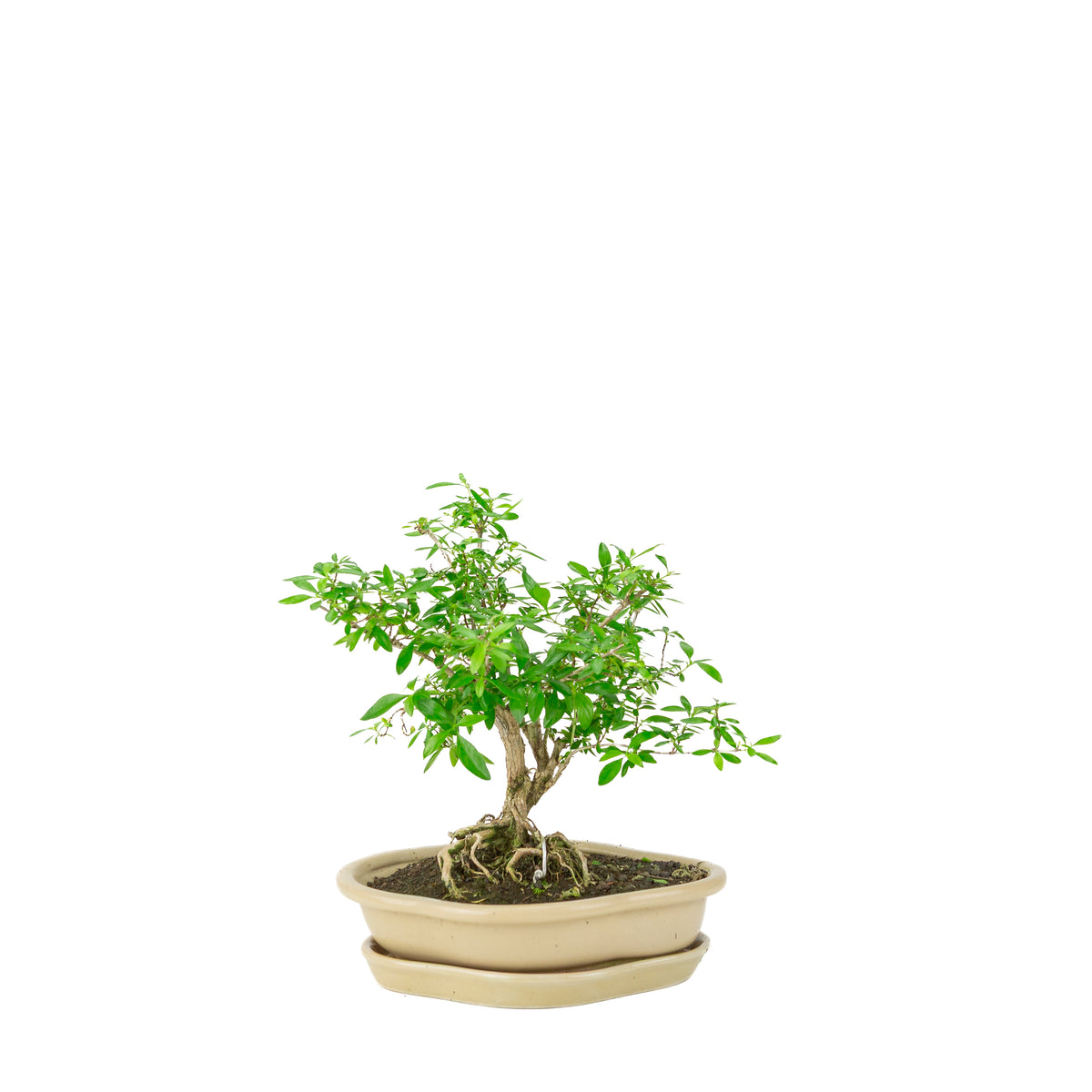 Bonsai di Serissa foetida (Albero delle Mille Stelle) in vaso loto color crema, altezza ~25cm