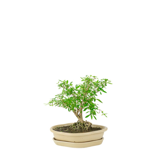 Bonsai di Serissa foetida (Albero delle Mille Stelle) in vaso loto color crema, altezza ~25cm