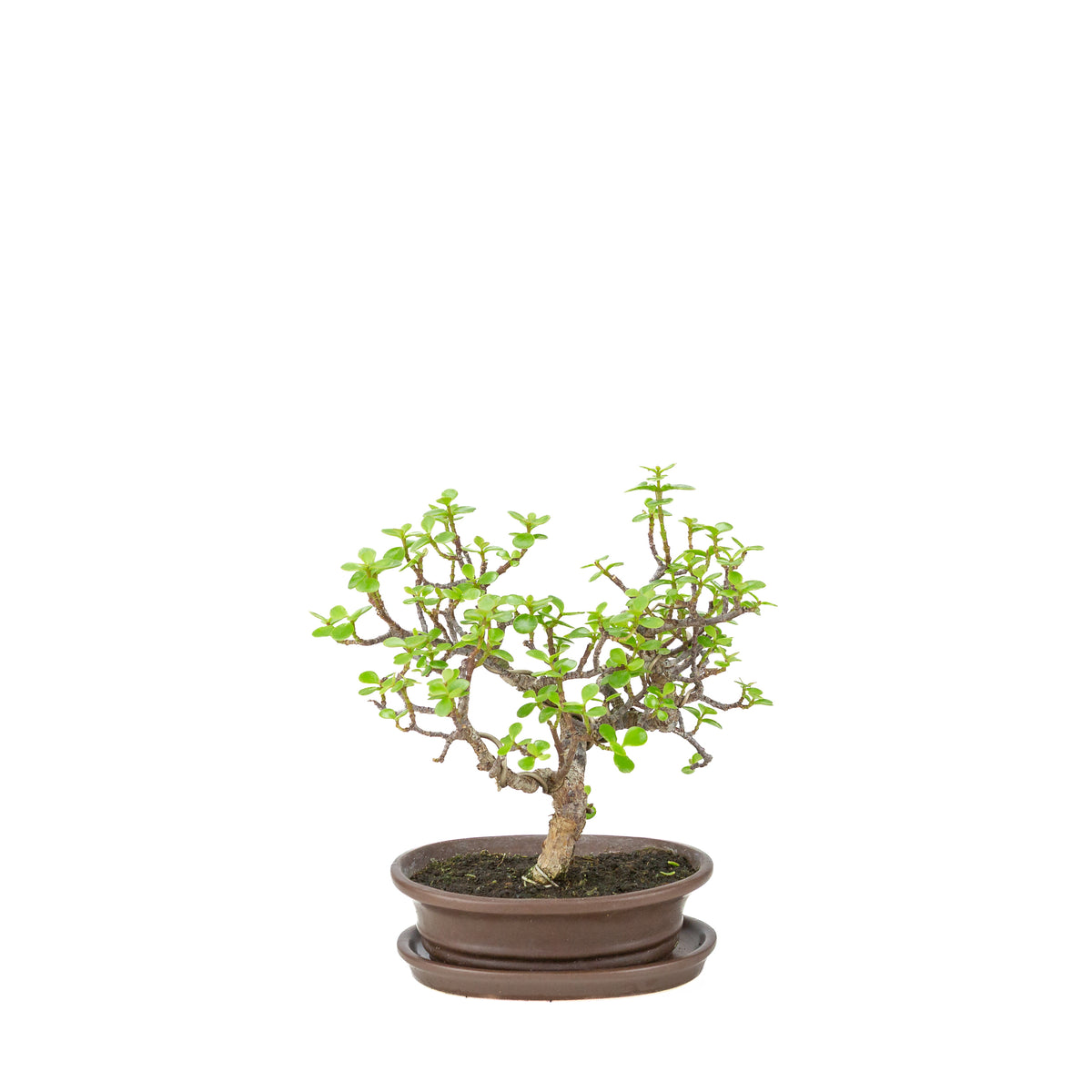 Bonsai di Portulacaria afra (Spekboom) in vaso ovale marrone, altezza ~25cm