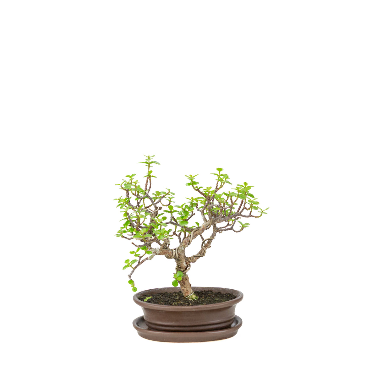 Bonsai di Portulacaria afra (Spekboom) in vaso ovale marrone, altezza ~25cm