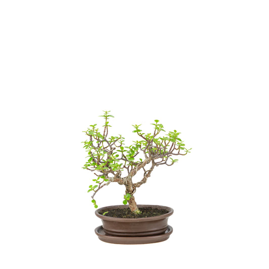 Bonsai di Portulacaria afra (Spekboom) in vaso ovale marrone, altezza ~25cm