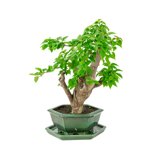 Bougainvillea glabra vaso esagonale verde, altezza ~44cm
