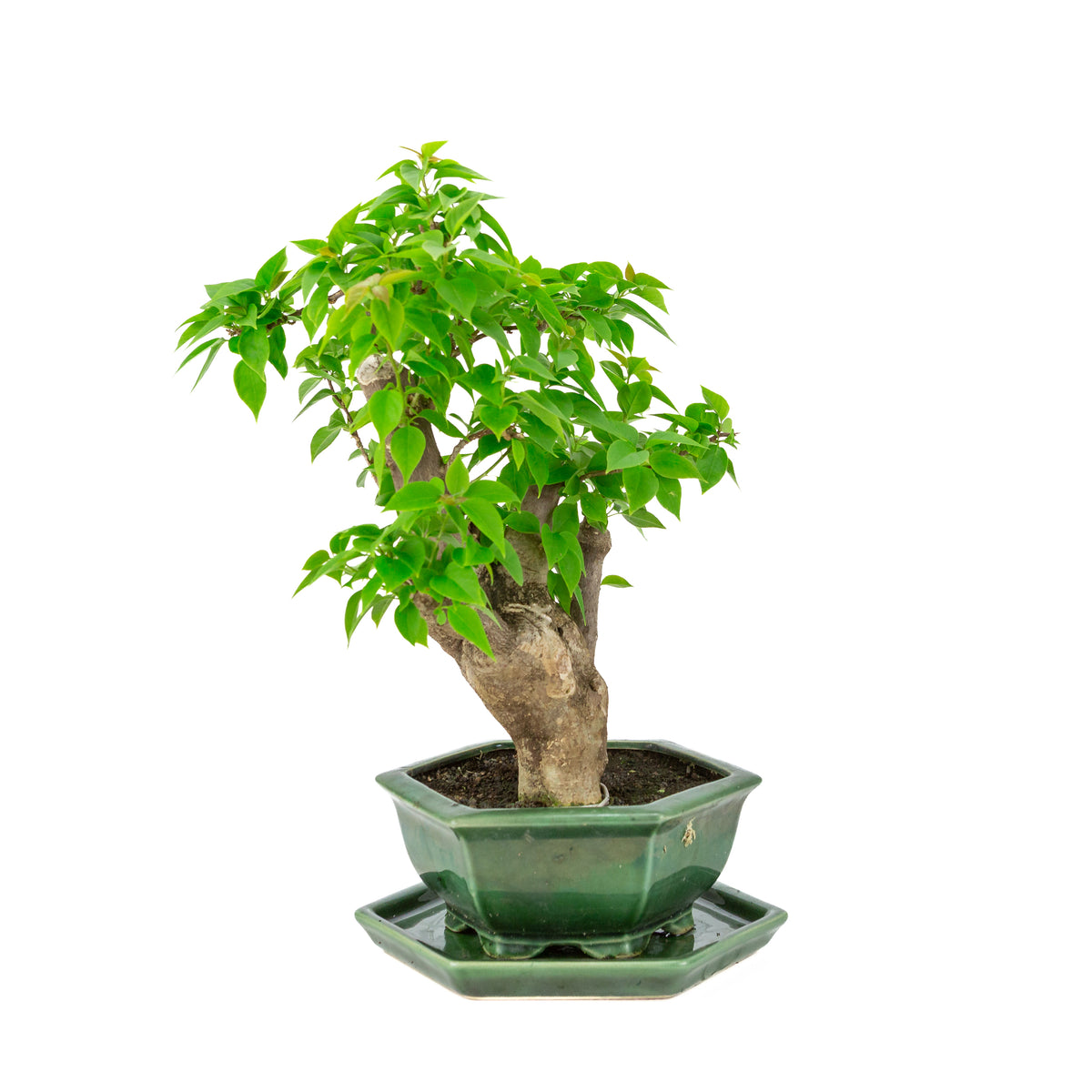 Bougainvillea glabra vaso esagonale verde, altezza ~44cm