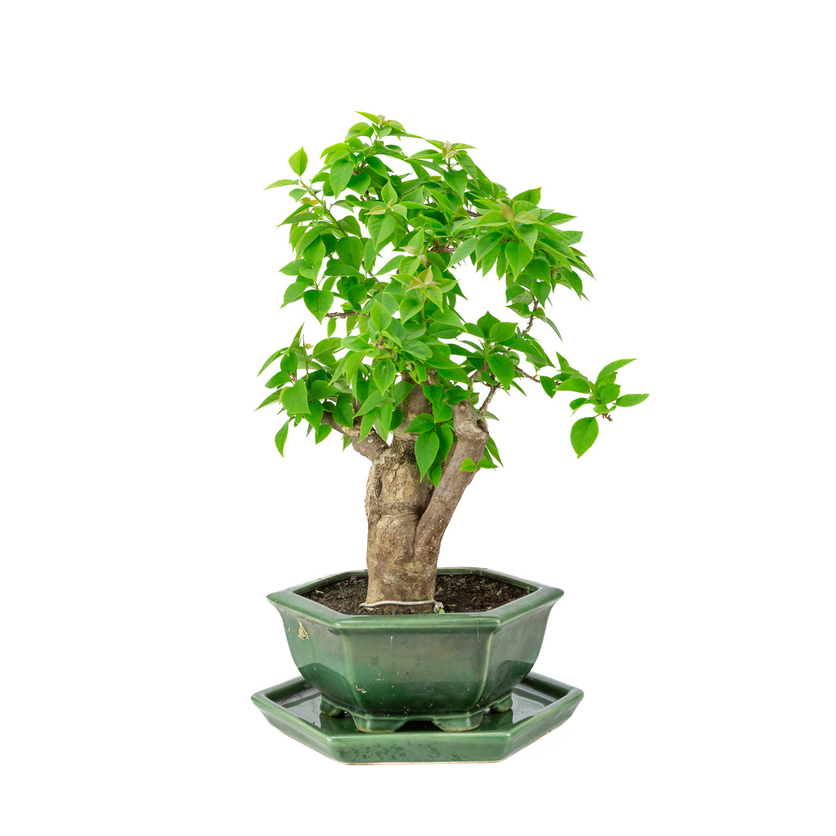 Bougainvillea glabra vaso esagonale verde, altezza ~44cm