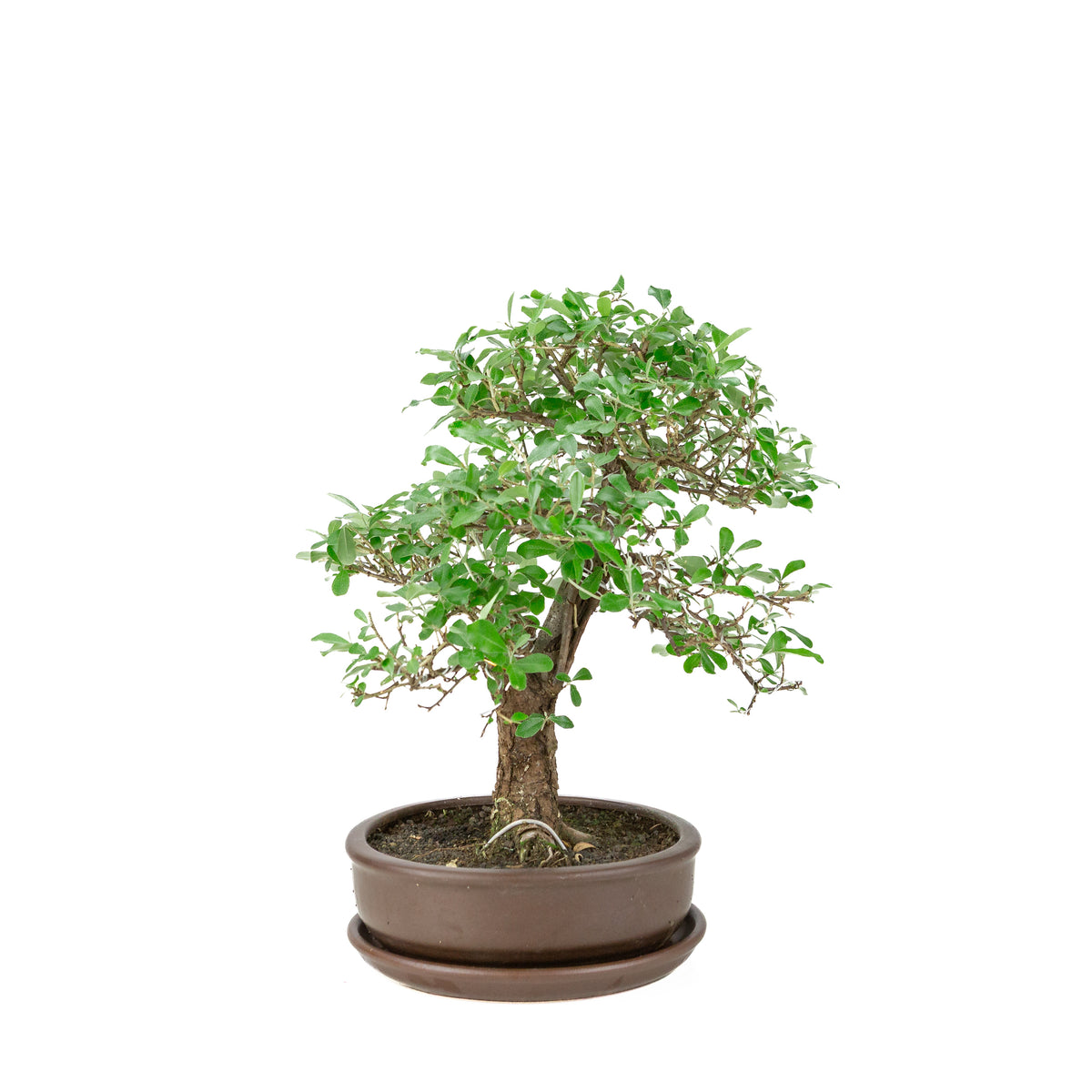 Elaeagnus pungens (Olivagno spinoso) vaso tondo marrone, altezza ~ 37cm