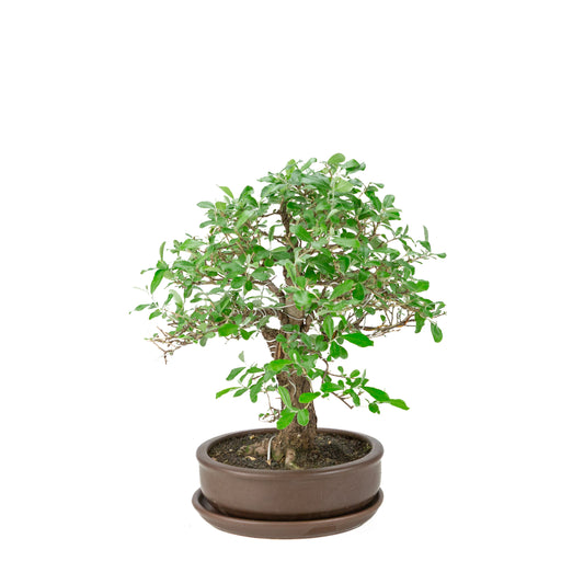 Elaeagnus pungens (Olivagno spinoso) vaso tondo marrone, altezza ~ 37cm