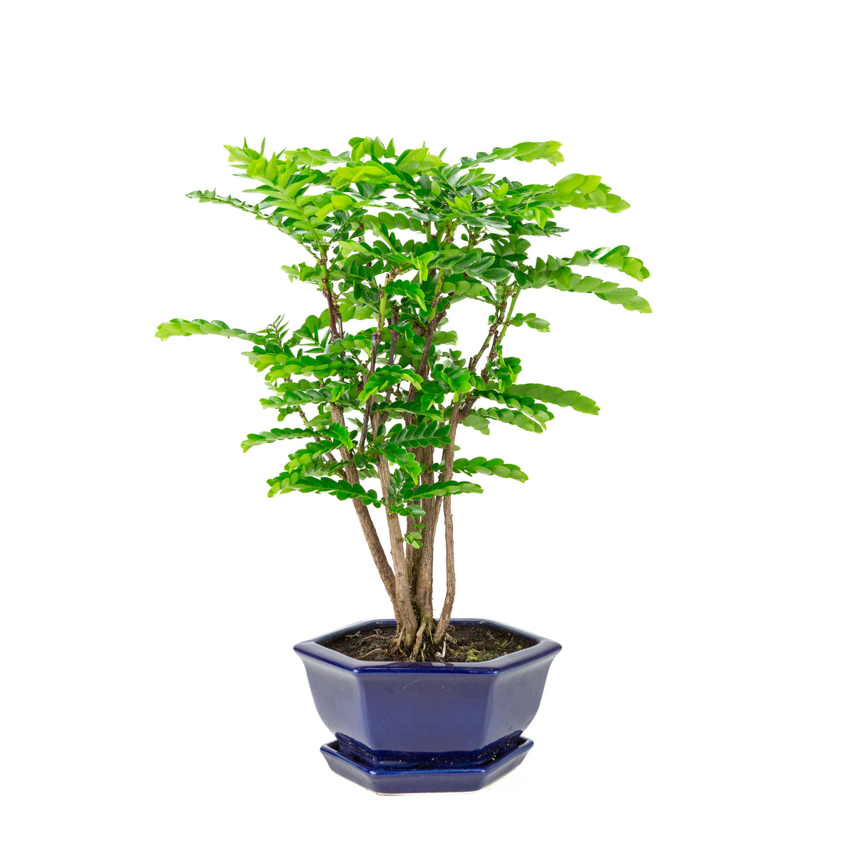 Bonsai di Phyllanthus buxifolius in vaso esagonale blu, altezza ~42cm
