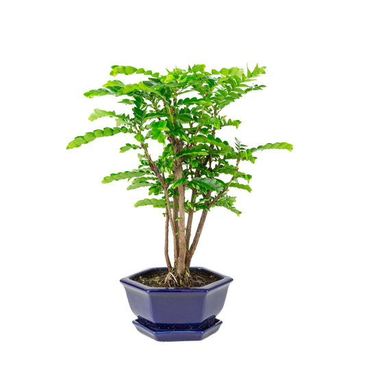 Bonsai di Phyllanthus buxifolius in vaso esagonale blu, altezza ~42cm