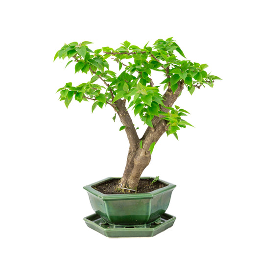 Bougainvillea glabra vaso esagonale verde, altezza ~42cm