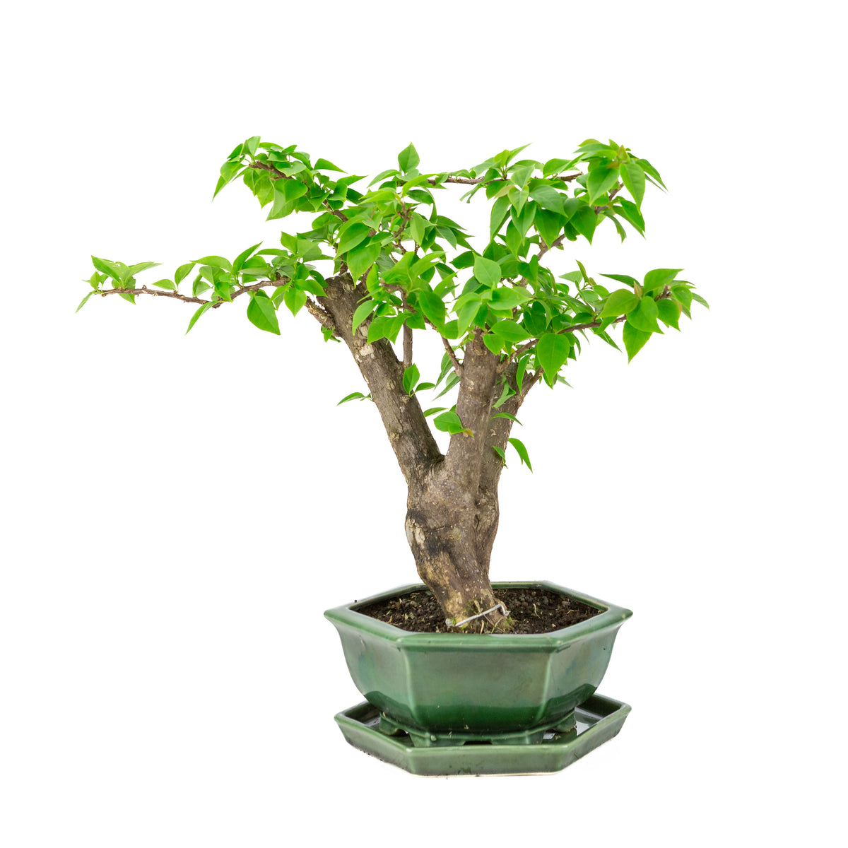 Bougainvillea glabra vaso esagonale verde, altezza ~42cm