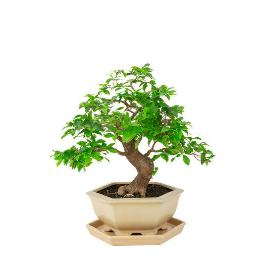 Bonsai di Syzygium cauliflora (Jambu di Giava) in vaso esagonale color crema, altezza ~37cm