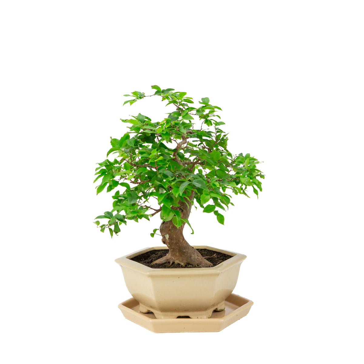Bonsai di Syzygium cauliflora (Jambu di Giava) in vaso esagonale color crema, altezza ~37cm