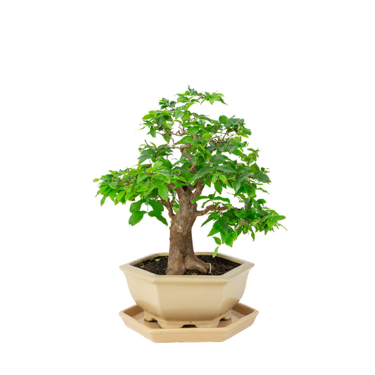 Bonsai di Syzygium cauliflora (Jambu di Giava) in vaso esagonale color crema, altezza ~37cm