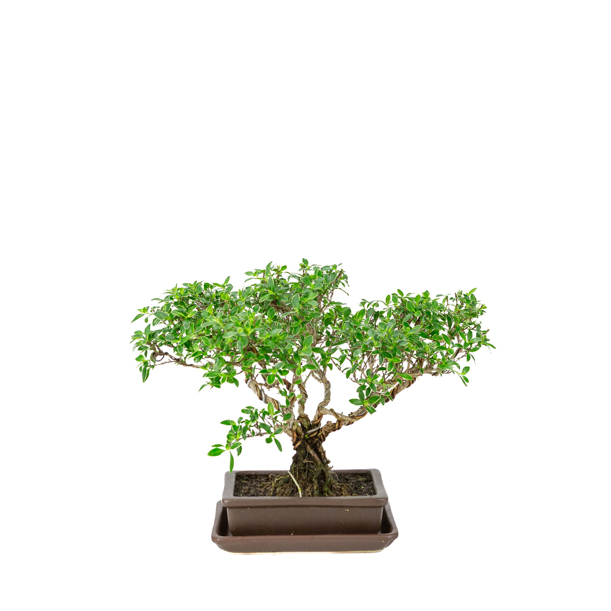 Bonsai di Serissa foetida (Albero delle Mille Stelle) in vaso rettangolare marrone, altezza ~26cm