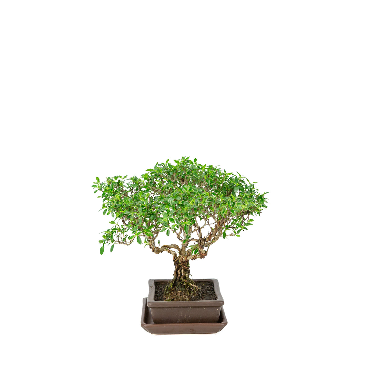 Bonsai di Serissa foetida (Albero delle Mille Stelle) in vaso rettangolare marrone, altezza ~26cm
