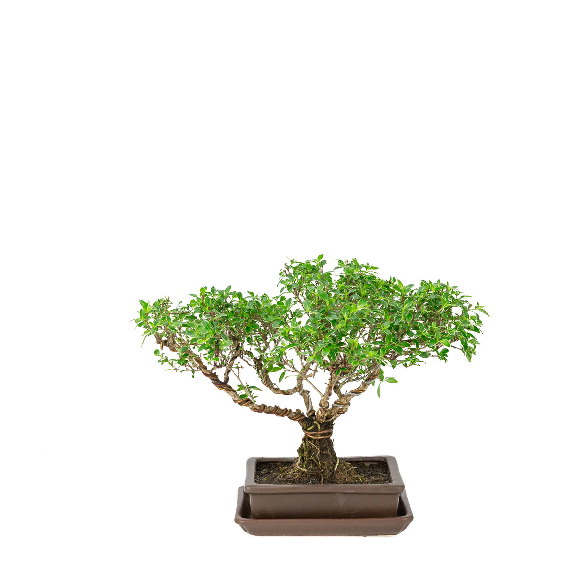 Bonsai di Serissa foetida (Albero delle Mille Stelle) in vaso rettangolare marrone, altezza ~26cm