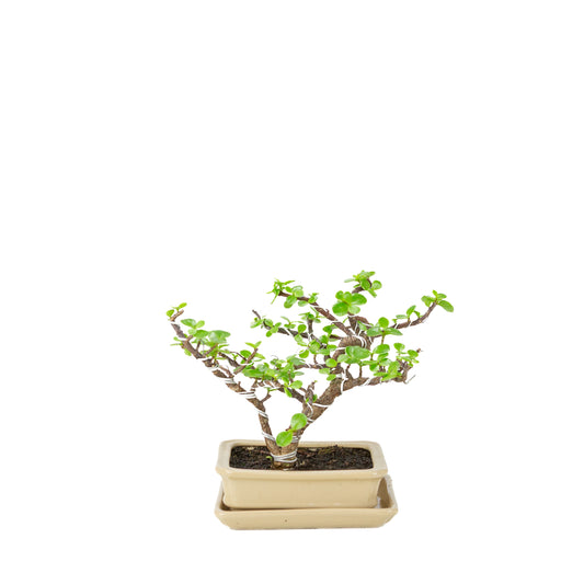 Bonsai di Portulacaria afra (Spekboom) in vaso rettangolare color crema, altezza ~22cm