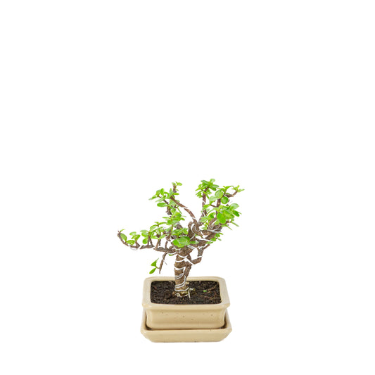 Bonsai di Portulacaria afra (Spekboom) in vaso rettangolare color crema, altezza ~22cm