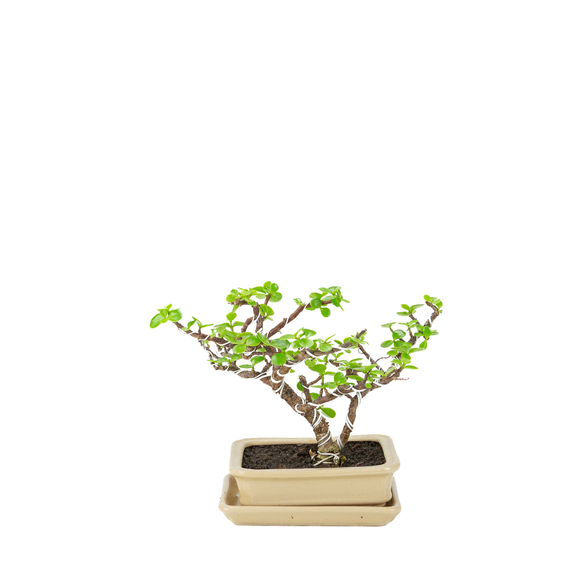 Bonsai di Portulacaria afra (Spekboom) in vaso rettangolare color crema, altezza ~22cm