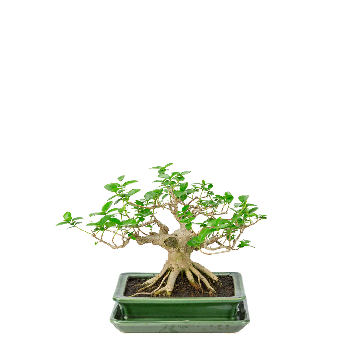 Premna microphylla (acero muschiato) vaso rettangolare verde, altezza ~24cm