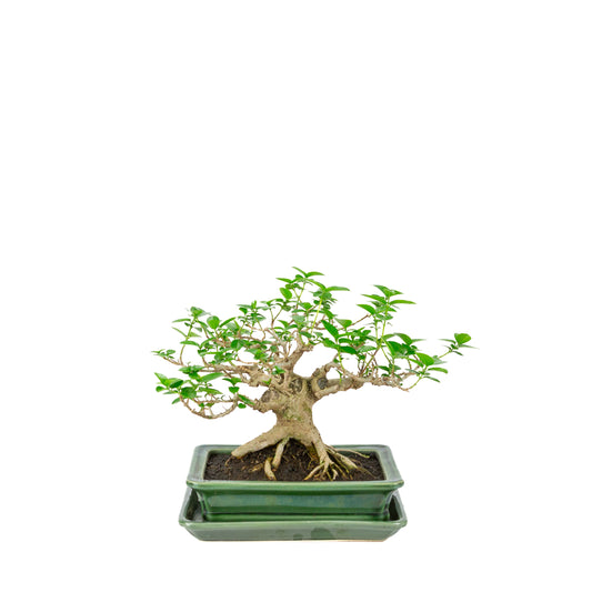 Premna microphylla (acero muschiato) vaso rettangolare verde, altezza ~24cm