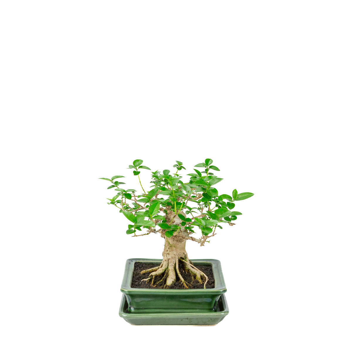 Premna microphylla (acero muschiato) vaso rettangolare verde, altezza ~24cm