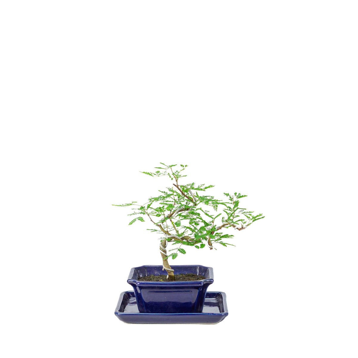 Bonsai di Vachellia nilotica (acacia gomma arabica) in vaso rettangolare blu, altezza ~25cm