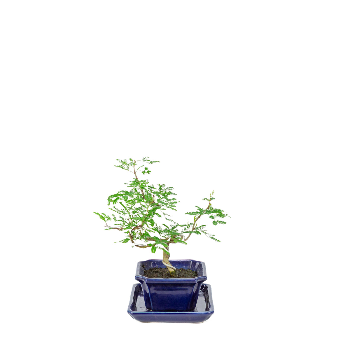 Bonsai di Vachellia nilotica (acacia gomma arabica) in vaso rettangolare blu, altezza ~25cm