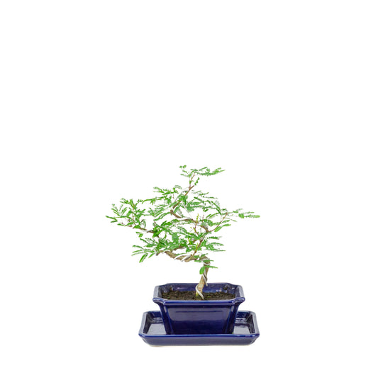 Bonsai di Vachellia nilotica (acacia gomma arabica) in vaso rettangolare blu, altezza ~25cm