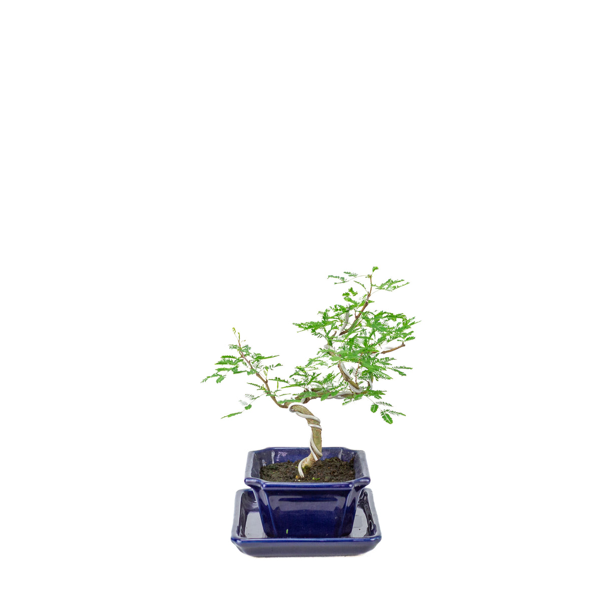 Bonsai di Vachellia nilotica (acacia gomma arabica) in vaso rettangolare blu, altezza ~25cm