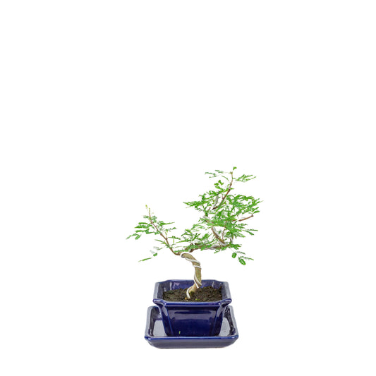 Bonsai di Vachellia nilotica (acacia gomma arabica) in vaso rettangolare blu, altezza ~25cm