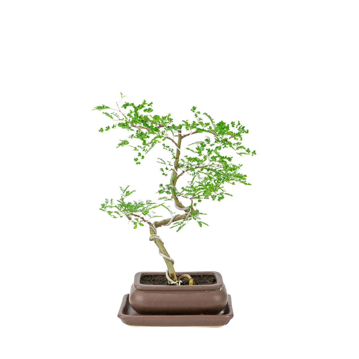 Bonsai di Vachellia nilotica (acacia del Nilo) in vaso rettangolare marrone, altezza ~37 cm