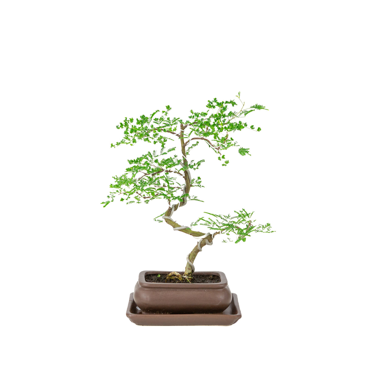 Bonsai di Vachellia nilotica (acacia del Nilo) in vaso rettangolare marrone, altezza ~37 cm