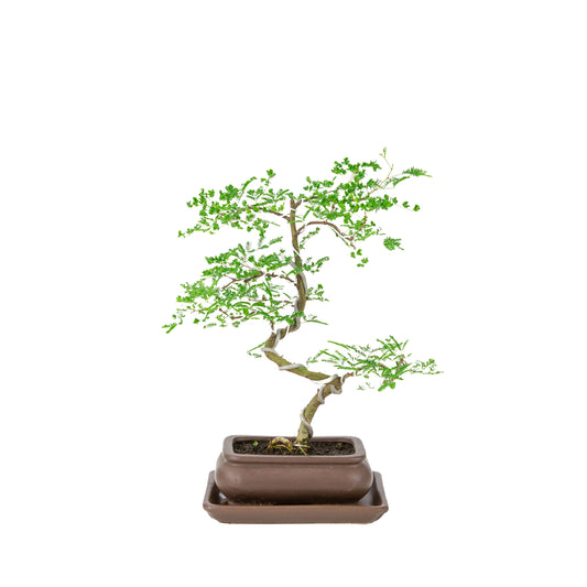 Bonsai di Vachellia nilotica (acacia del Nilo) in vaso rettangolare marrone, altezza ~37 cm