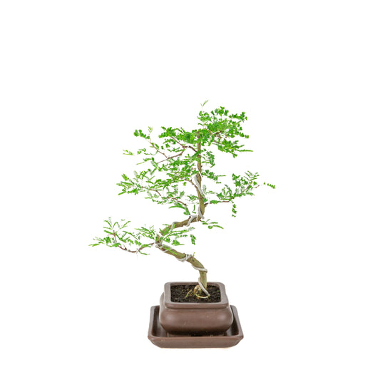 Bonsai di Vachellia nilotica (acacia del Nilo) in vaso rettangolare marrone, altezza ~37 cm