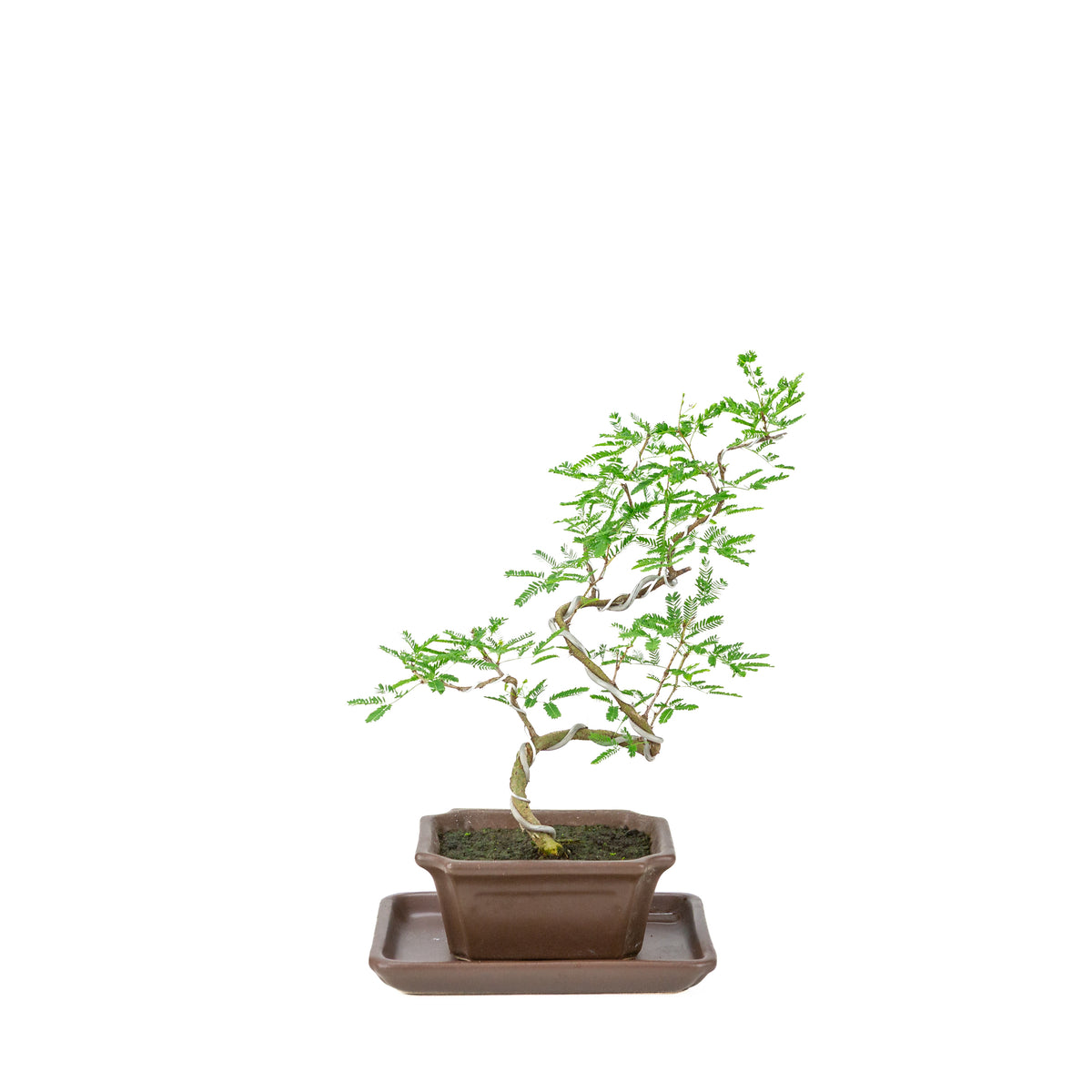 Bonsai di Vachellia nilotica (Acacia nilotica) in vaso rettangolare marrone, altezza ~28cm