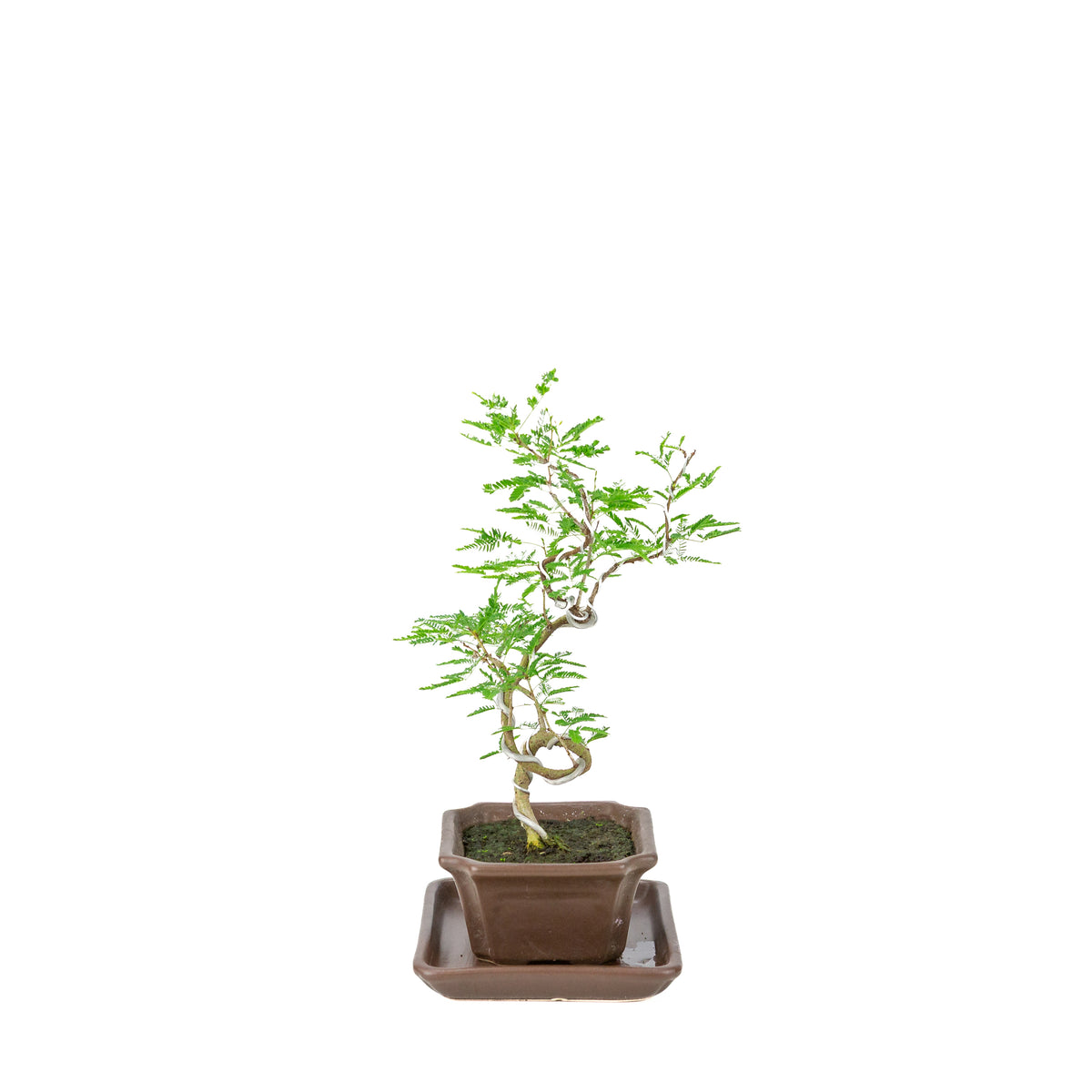 Bonsai di Vachellia nilotica (Acacia nilotica) in vaso rettangolare marrone, altezza ~28cm
