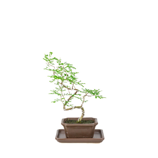 Bonsai di Vachellia nilotica (Acacia nilotica) in vaso rettangolare marrone, altezza ~28cm