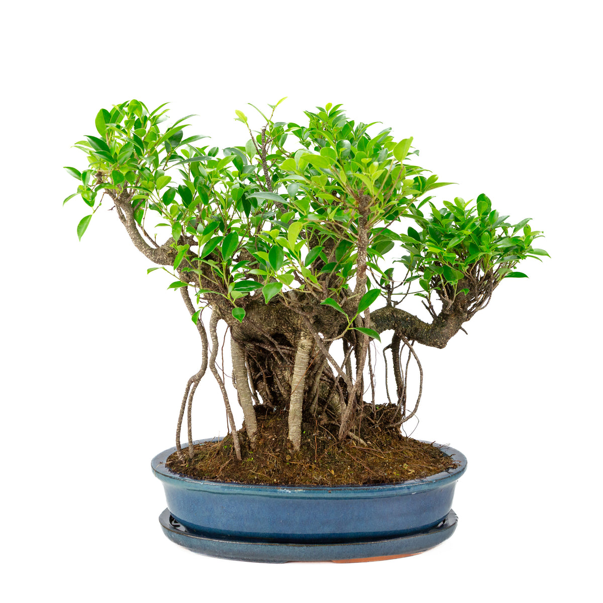 Bonsai Ficus retusa in vaso ovale blu, altezza ~47cm